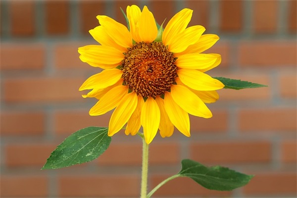 情侣元宵节祝福语说说语录