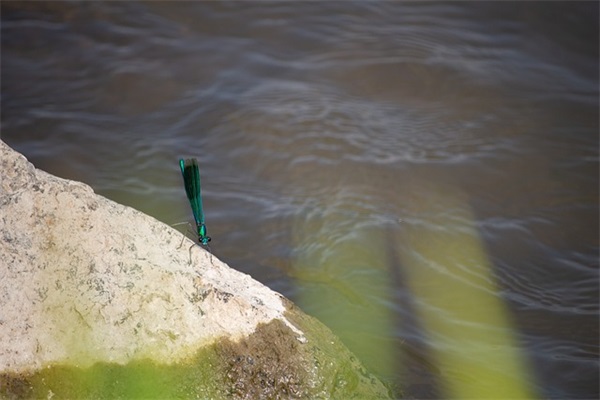 情人节简短祝福语各种经典的文案