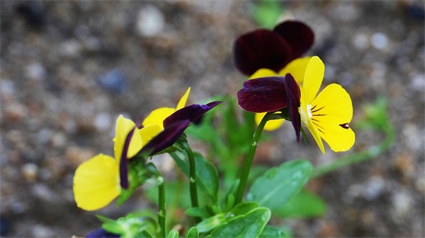 2025年国际妇女节祝福语大全 三八节祝福语短句