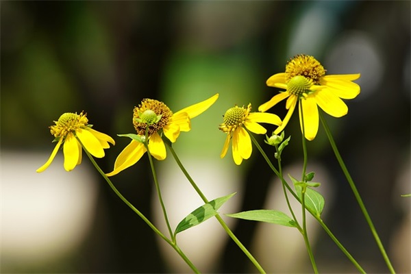 夸女孩子漂亮的话幽默(精选47句)