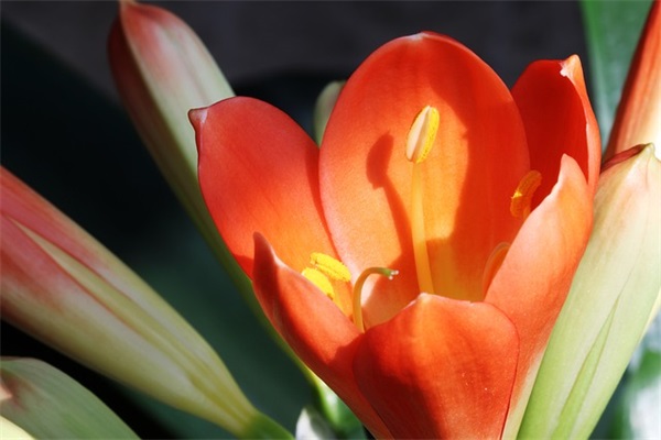 低调晒儿子的赞美话 低调晒儿子的赞美话妈妈害怕给你的太少