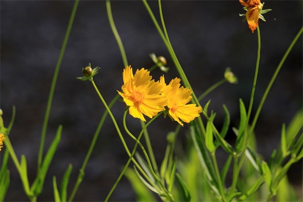 清明节祭祀语大全 清明节文明祭祀倡议书(精选41句)