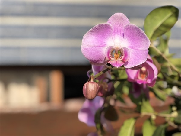 哀悼词 哀悼词 简短(精选51句)