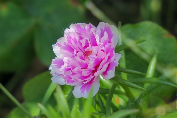 美好生活早安 早安最美一句话 一句美好的早安语