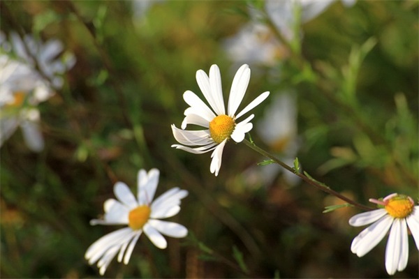 预祝公司越来越好的话 预祝协会越来越好的话