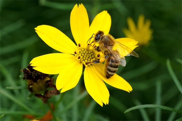 2024年接财神迎财神贺词(精选35句)