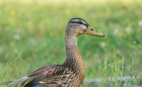 幼儿园幼师座右铭 幼师座右铭简短精练(精选88句)