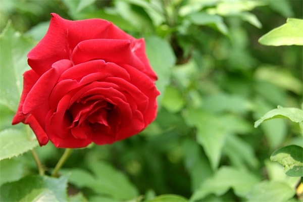 适合早上发朋友圈的早安问候语(精选75句)