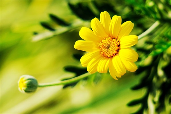 读《安徒生童话》有感700字