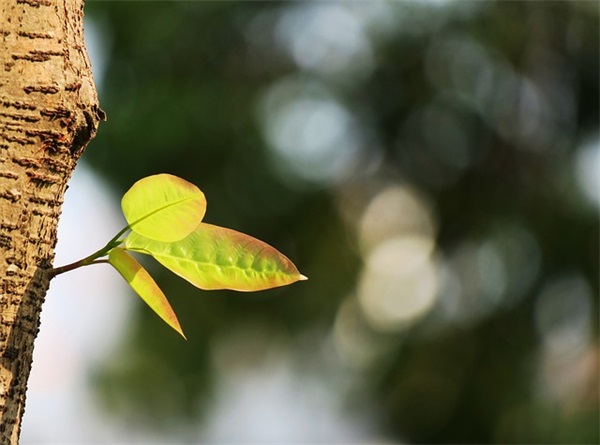 电子商务专业求职自荐信(精选3篇)