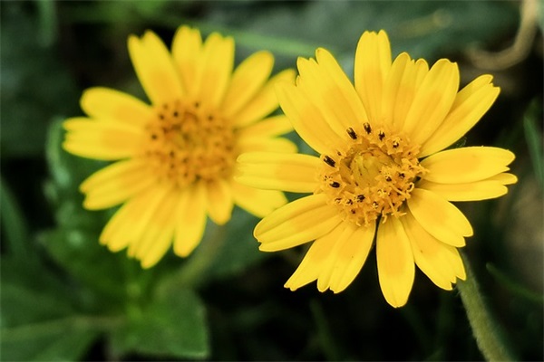 2024四字吉语大全(精选101句)