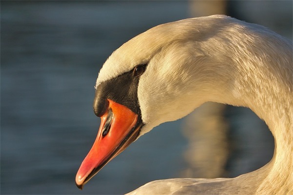 情侣八字短句一左一右 情侣官宣八字短句(精选88句)