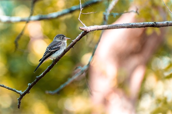 男朋友生日简短的文案(精选54句)
