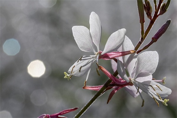 情人之间的套路情话(精选64句)