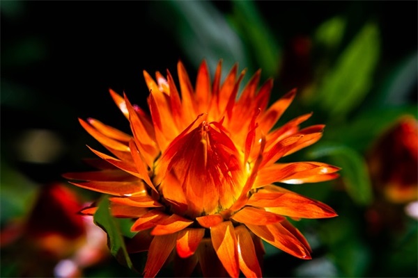 端午节粽子发朋友圈(精选112句)