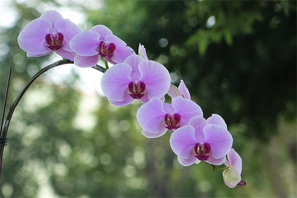 虎年最新对联 2024虎年贺新春对联(精选91句)