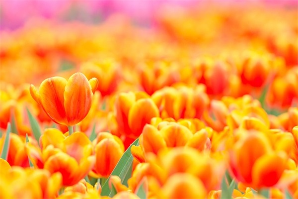 工程造价专业求职自荐信2024版(精选3篇)