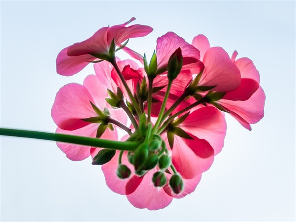 新生儿出生朋友圈报喜 新生儿出生朋友圈报喜九宫格配图