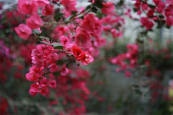 关于给护士的表扬信怎么写(精选3篇)