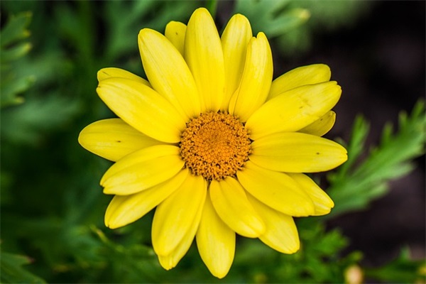 抖音上关于猫咪的文案(精选47句)