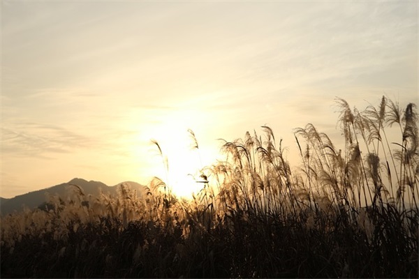 适合发朋友圈的佛家禅语(精选41句)