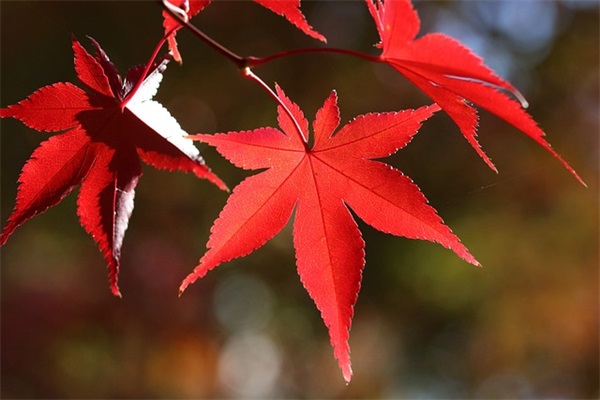 提示语 提示语在句末怎么写(精选101句)