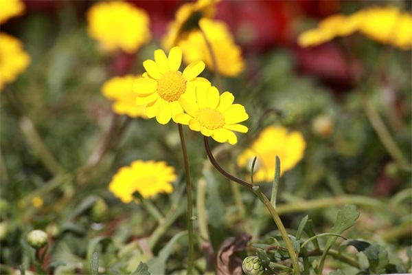 开学了家长的心情短句 即将开学了家长的心情短句