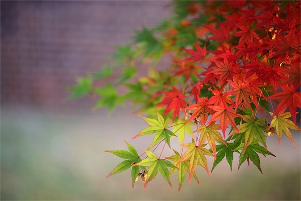 表白贺卡内容 表白贺卡内容简短英文(精选116句)