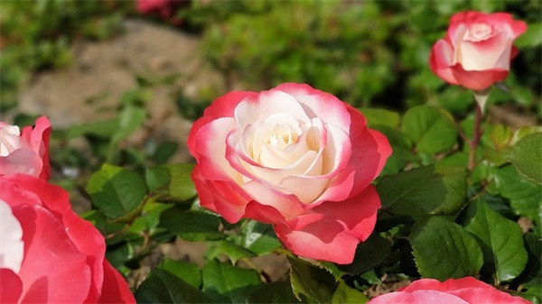 打招呼用语(精选2篇)