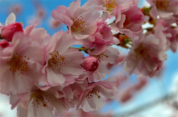 五年级牛郎织女缩写(精选3篇)