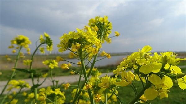 老鼠啃书本下一句歇后语 老鼠啃书本下一句是什么