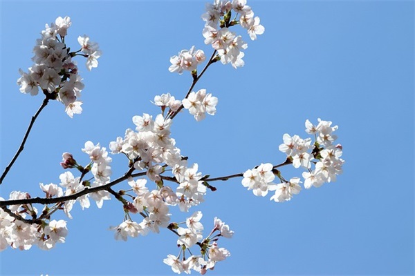 祝孩子生日快乐的唯美短句 祝朋友孩子生日快乐的唯美短句