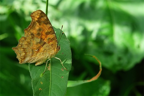 端午节留言七个字 端午节留言短语(精选117句)