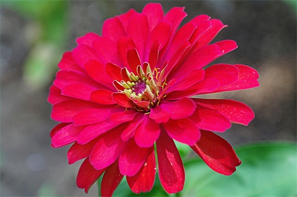 2024酒店管理专业求职自荐信(精选3篇)