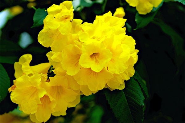 小学生红领巾奖章三星章主要事迹(精选4篇)