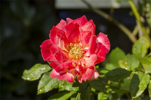 对顾客感谢的暖心话语(精选35句)