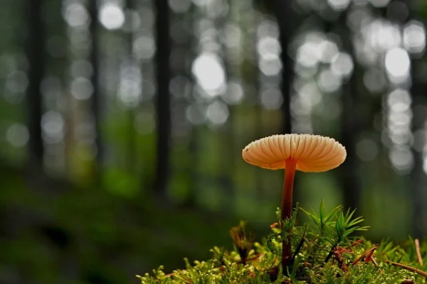 女人吸引男性的内心独白(精选47句)