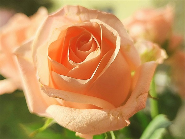 如约而至的唯美短句 如约而至文案短句(精选39句)