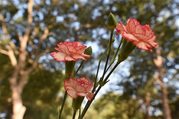 2024年物业管理员具体职责内容(精选5篇)