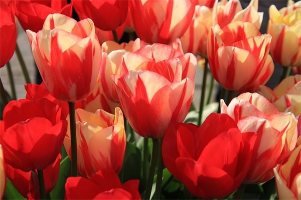 祖先的摇篮仿写二三段(精选12篇)