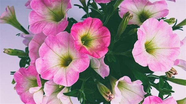 520文案(精选2篇)