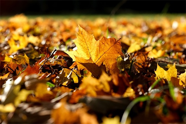 送朋友母亲节祝福语63句
