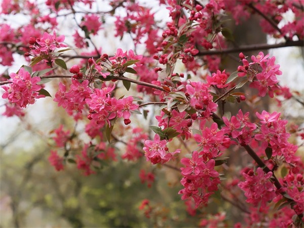 去菜场买菜(精选3篇)