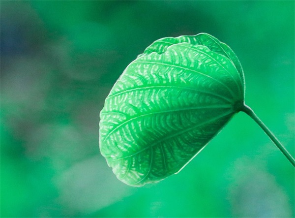 情人节发朋友圈秀恩爱的文案(精选34句)