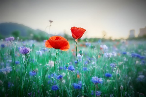 2024年物业项目经理有哪些岗位职责(精选4篇)