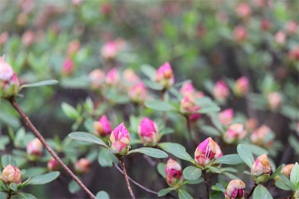 平凡又伟大的妈妈文案(精选34句)