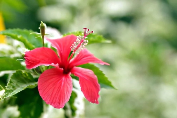 尼尔斯骑鹅旅行记故事梗概(精选2篇)