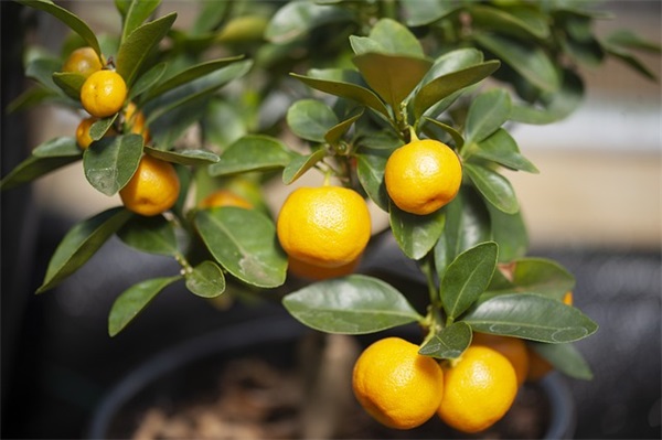 朋友圈落日余晖的文案(精选38句)