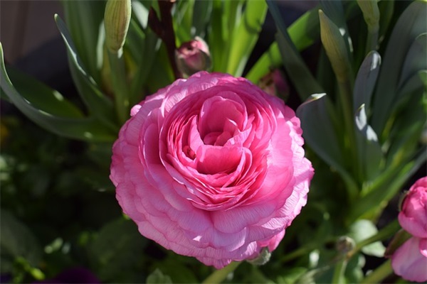 妈妈生日文案 妈妈生日文案朋友圈高级(精选79句)