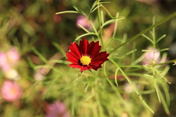 2024清明节缅怀先烈的寄语(精选33句)